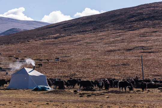 高原牧场 帐篷