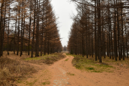 森林路