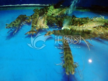 生猛海鲜 斑节虾
