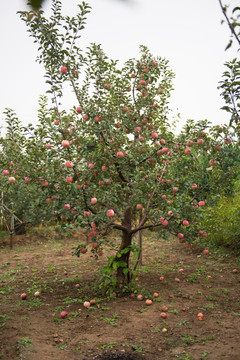结满果实的苹果树 果园 农作物