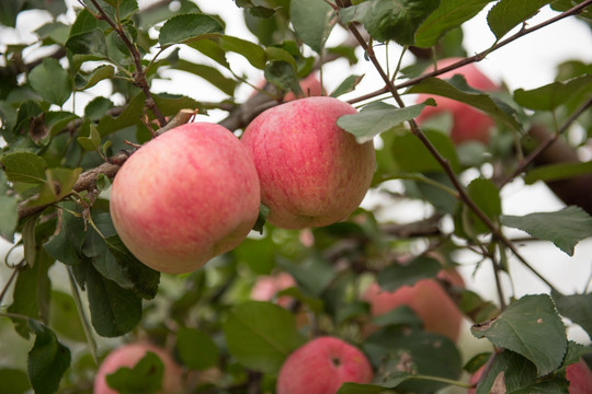 红富士苹果 水果 树枝上的苹果