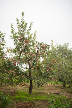 秋天的苹果树 红富士苹果种植