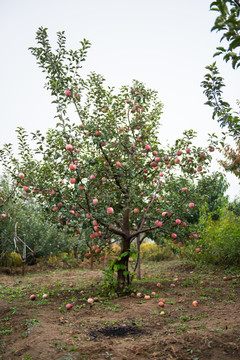果园的苹果树 果实 果树 秋天