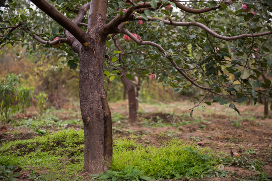 秋天果园的风景 苹果园 农业