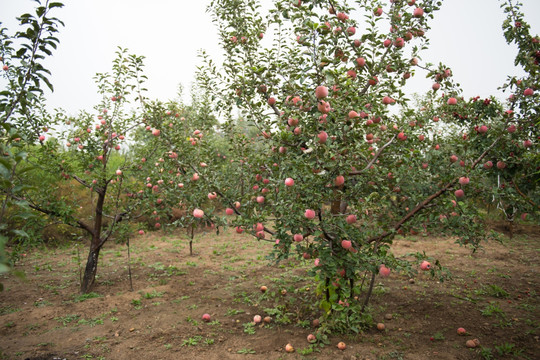 果园里的苹果树 果树 农作物