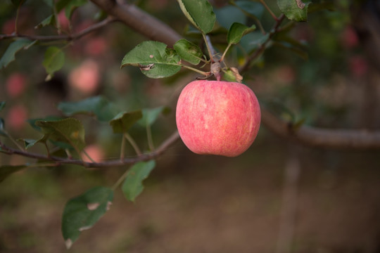 苹果 果园 采摘 果实 红富士