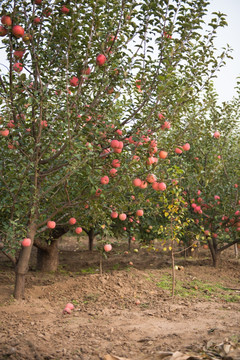 苹果树 秋天 丰收 富士苹果