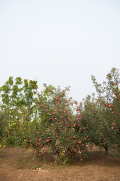 秋天的果树 苹果树 果园