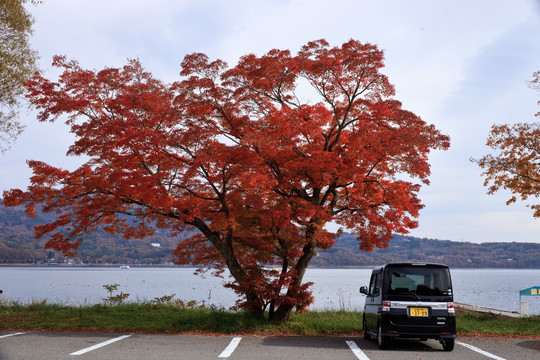 日本山中湖红叶