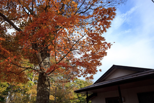 日本山中湖红叶