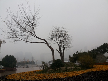 城市枯树