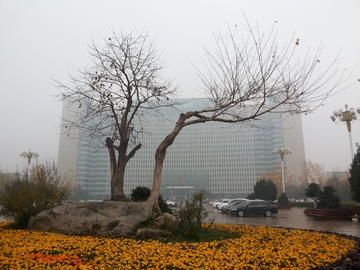 城市枯树