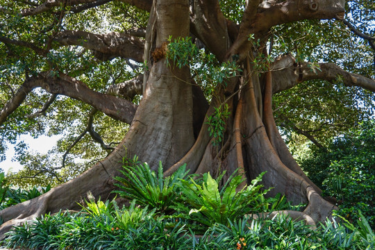 城市绿化悉尼海德公园里的树木