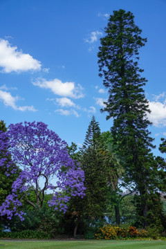 澳大利亚蓝花楹树