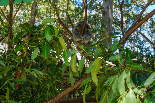 澳大利亚在树上玩耍的树懒考拉
