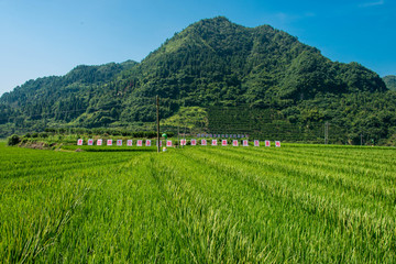 岑巩周坪杂稻制种基地