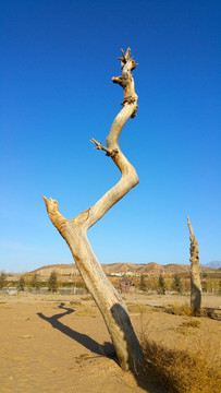 枯树