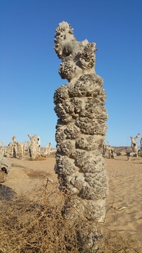 枯树
