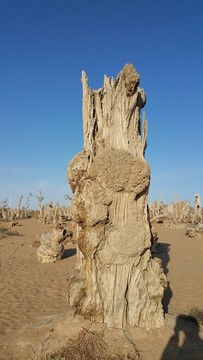 枯树
