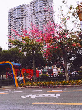 都市风景紫荆花树