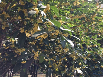 桂花林