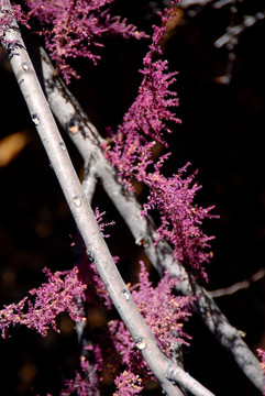 紫色 高原 植物 秋