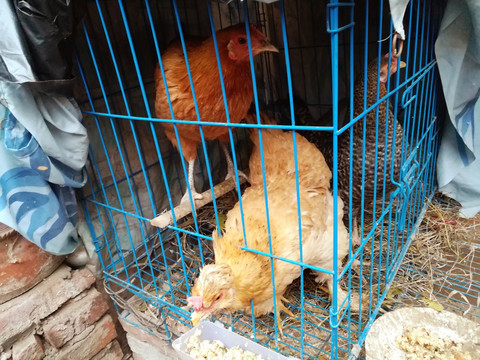 土鸡