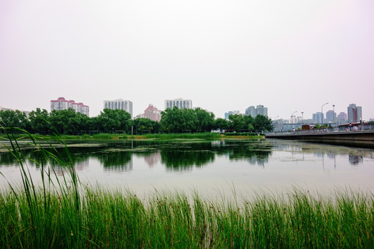 北京奥森公园奥海芦苇湿地