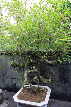 竹子盆栽