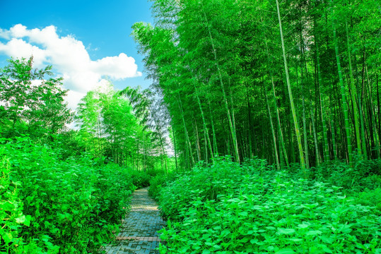 阳光竹林 竹林小路