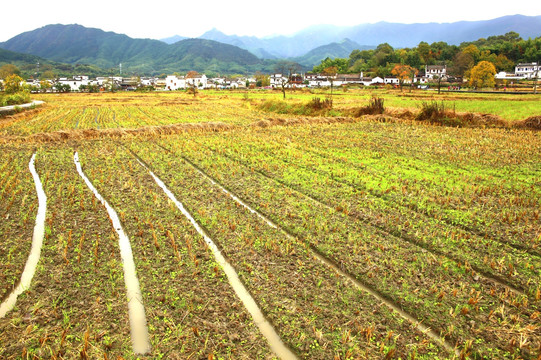 田野远山