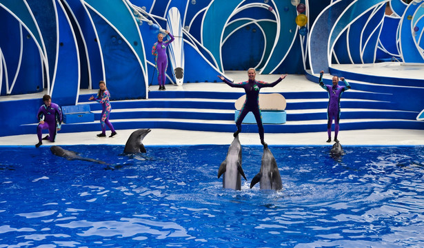 双鲸顶人 鲸鱼表演 海洋乐园