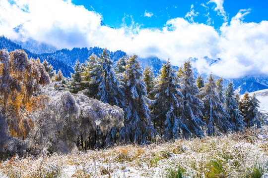 天山山脉树林