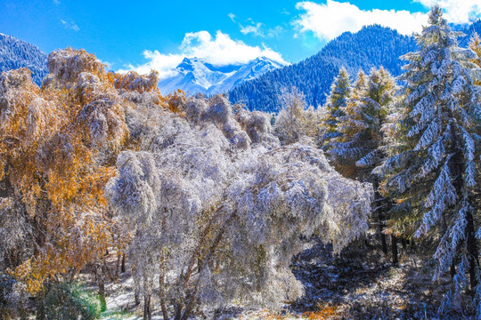 天山山脉树林