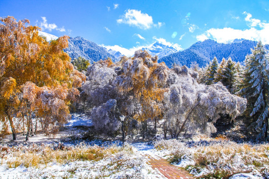 天山山脉树林