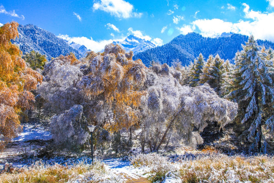 天山山脉树林