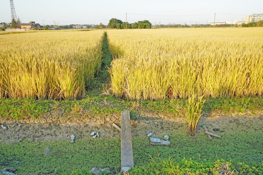 稻田素材