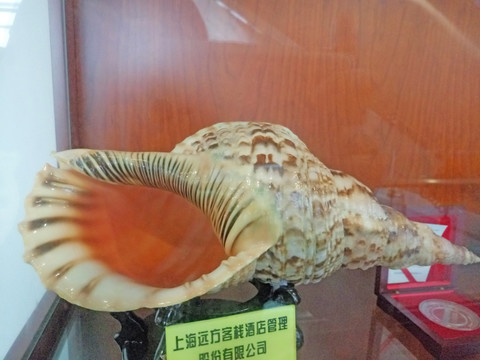 大海螺