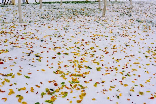 雪地落叶