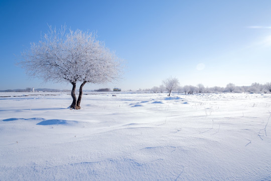 雪野孤树