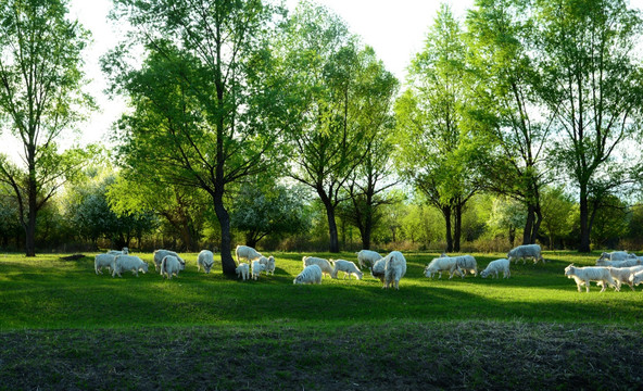 山林里的羊群