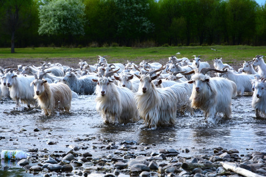 过河的羊群