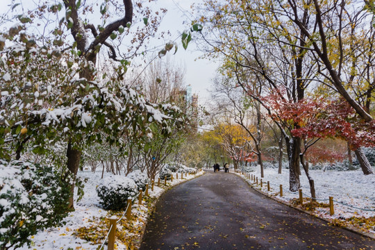 雪后 （5）