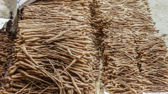 种山药 山药栽 铁棍山药