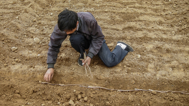 种山药 山药栽 铁棍山药