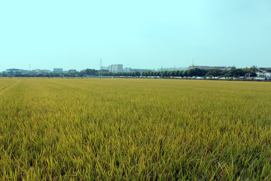 农村风光
