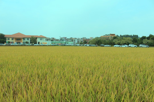 田野