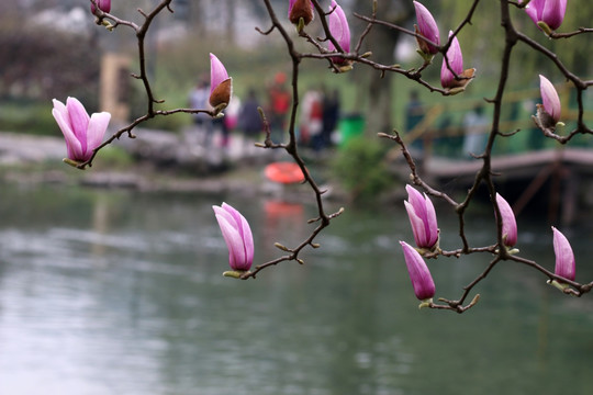 玉兰花