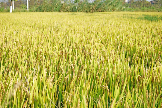 稻田 稻谷 水稻 稻子 稻穗