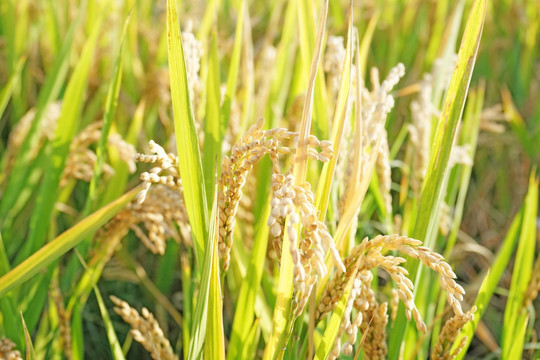 稻田 稻谷 水稻 稻子 稻穗